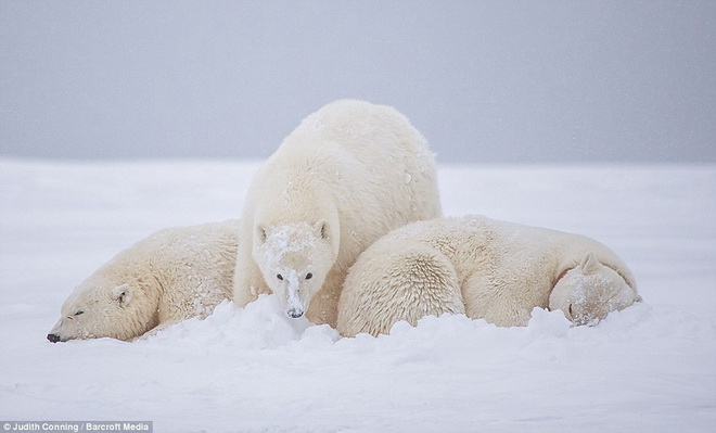 Khi đi qua vùng  Kaktovik, Alaska, cô  Judith Conning - một nhân viên xã hội đến từ Australia - đã được chứng kiến khoảnh khắc ba mẹ con gấu bắc cực ôm nhau để tránh một cơn bão tuyết.